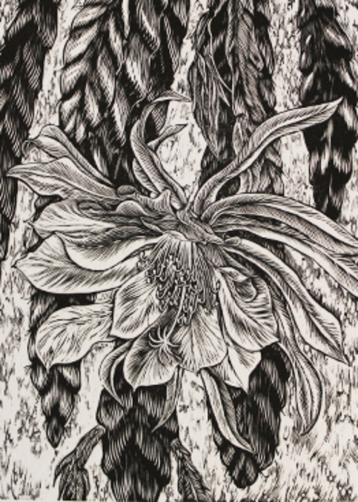 Epiphyllum, framed