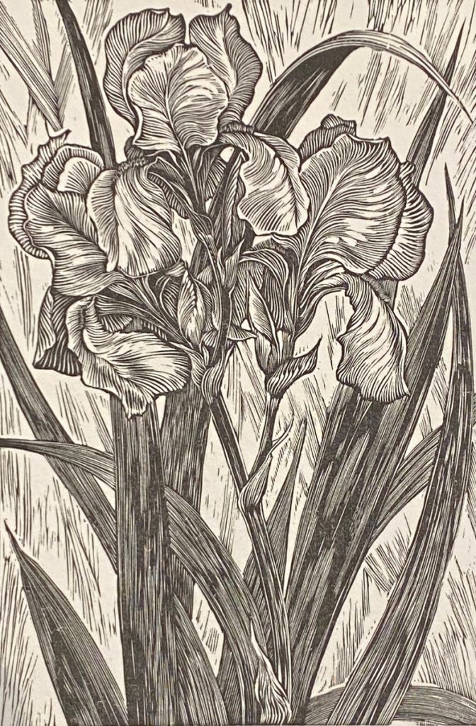 Iris Florentina