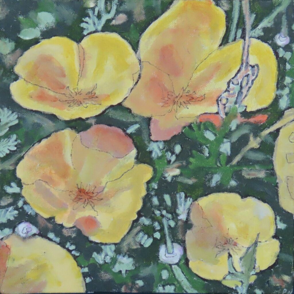 California Poppies