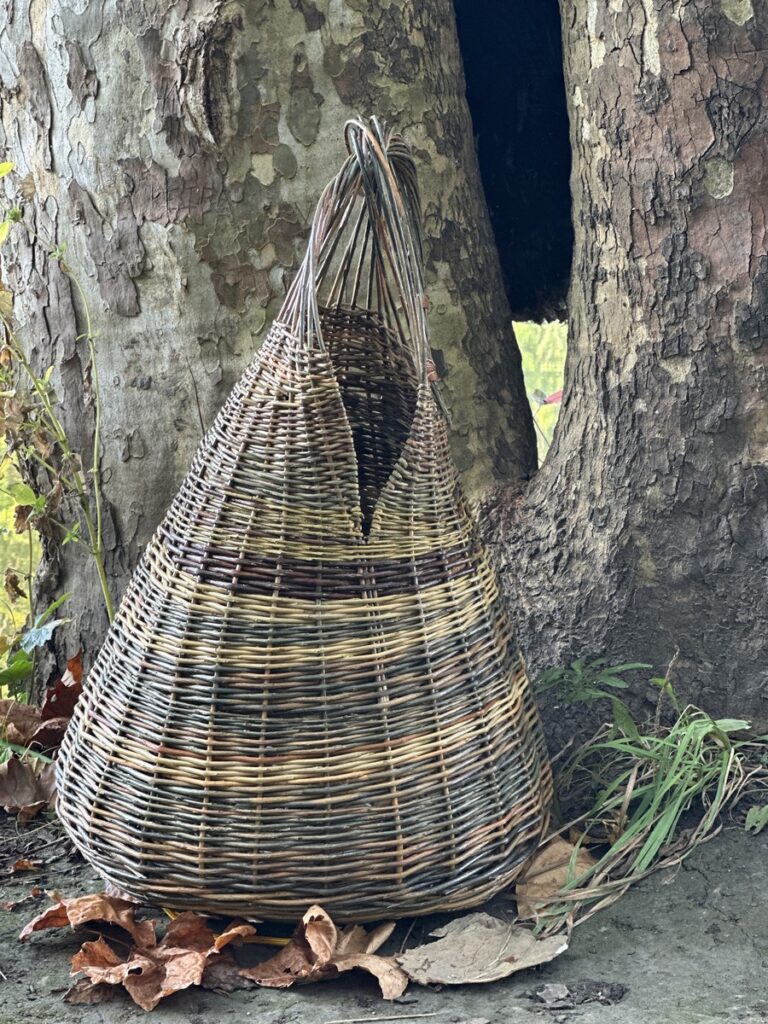 Sanctuary in the Sycamore