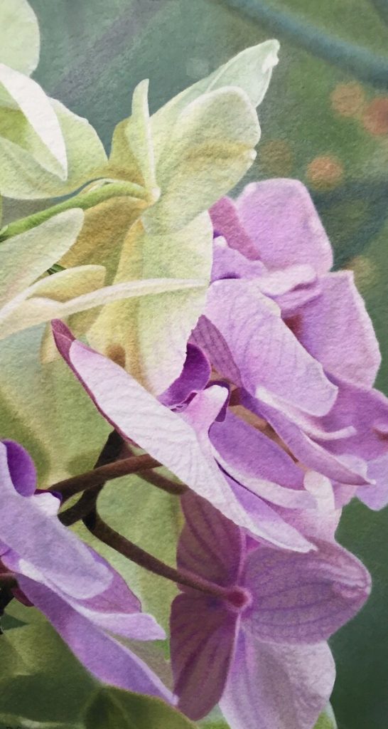 Green and Purple Orchids