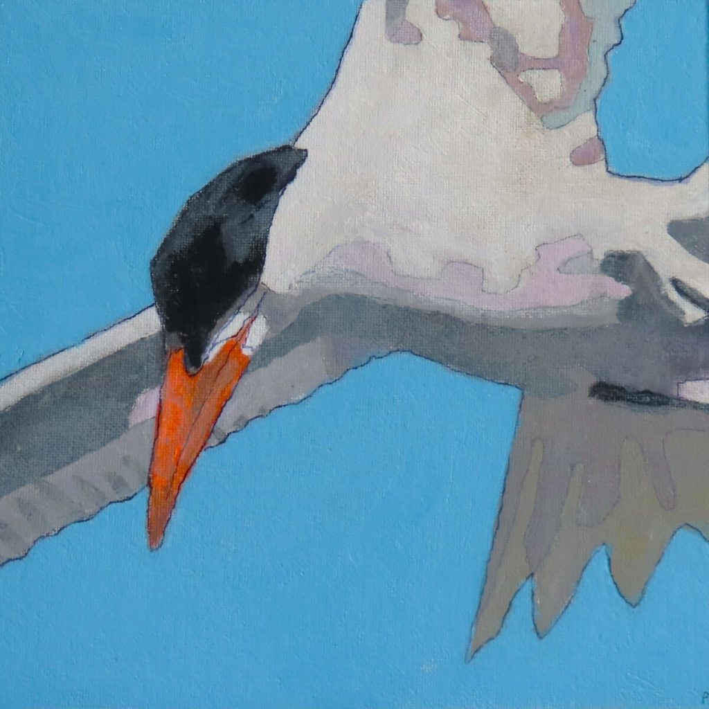 Before the Dive (Caspian Tern)