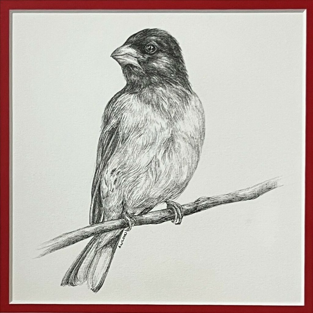 Rose-Breasted Grosbeak