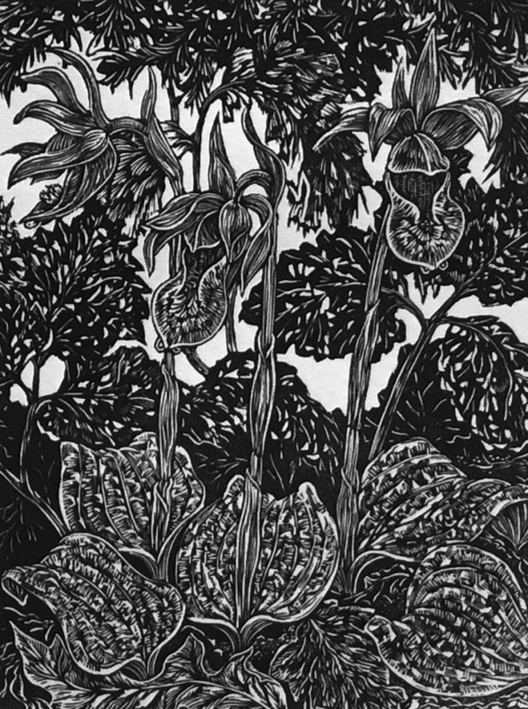 Calypso Bulbosa 20/60