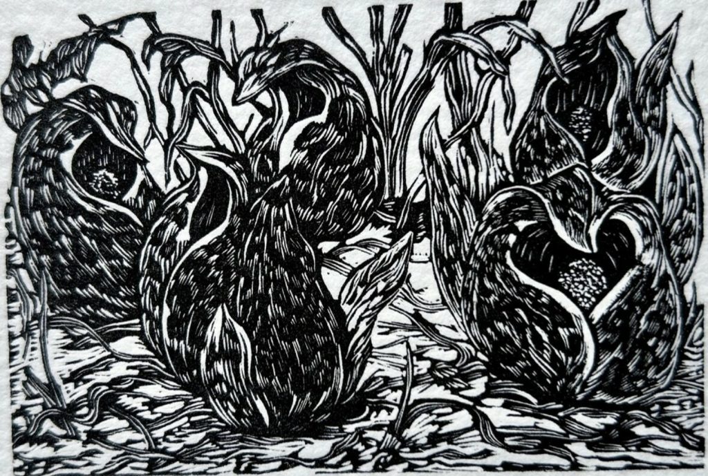 Emerging Skunk Cabbages