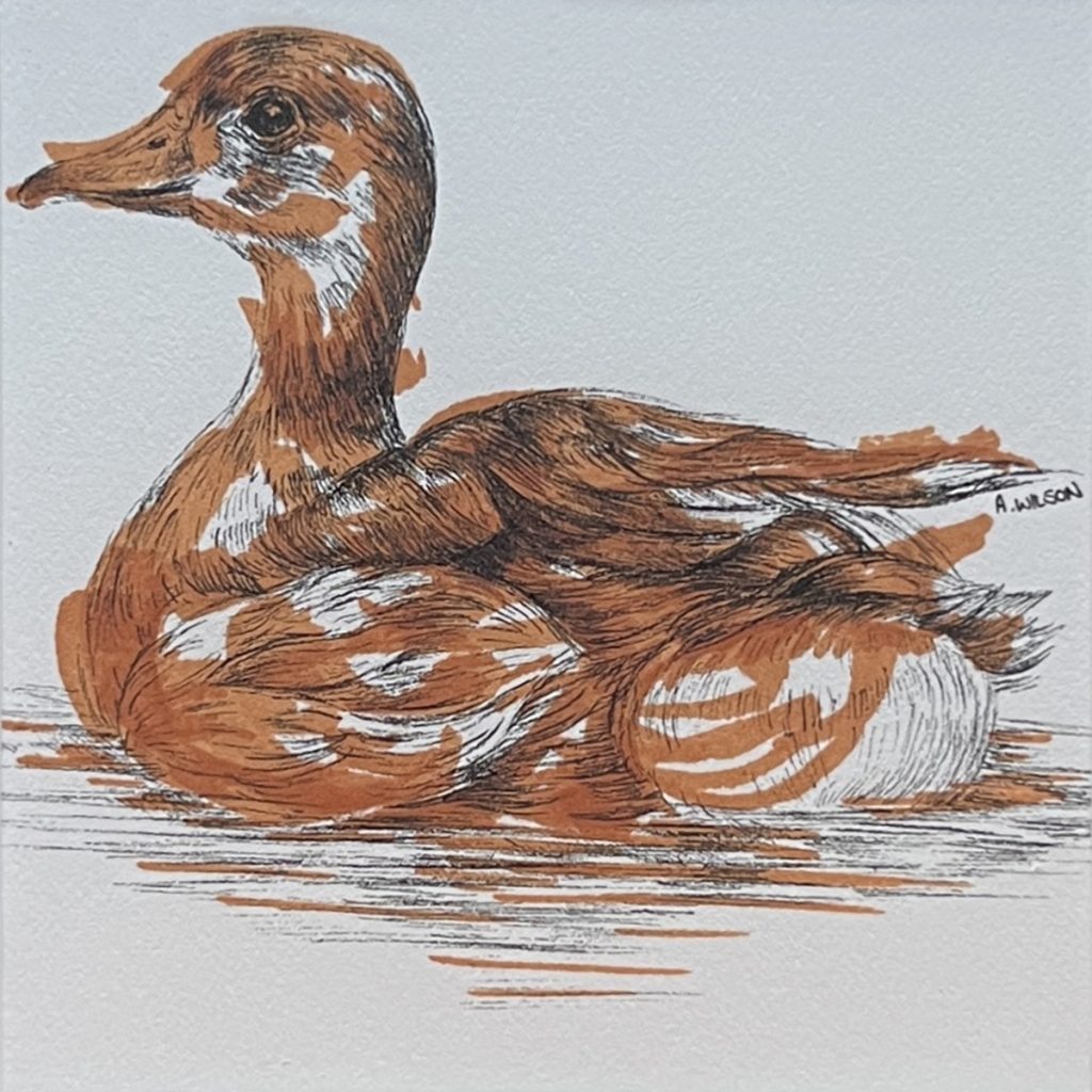 Terracotta Duck