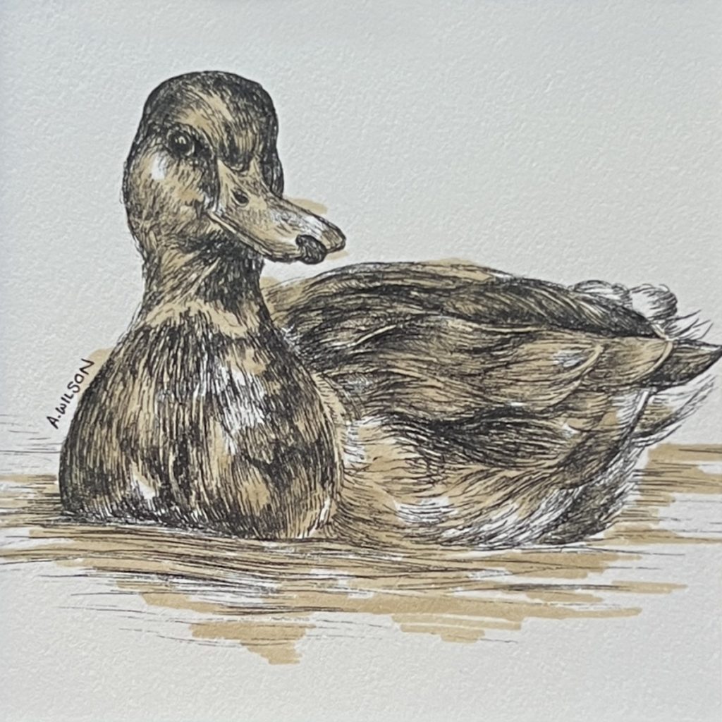 Khaki Duck